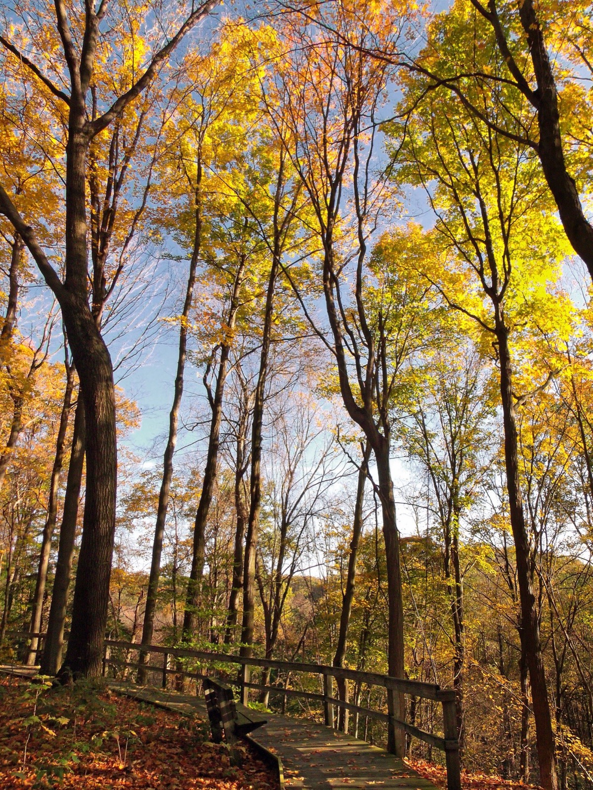 Woods along the Grand River at Hogback Ridge Park in Madison