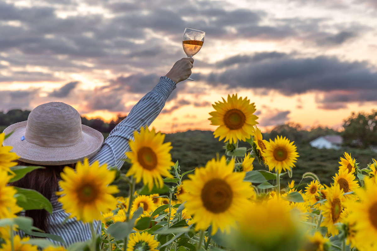 Kosicek Vineyards