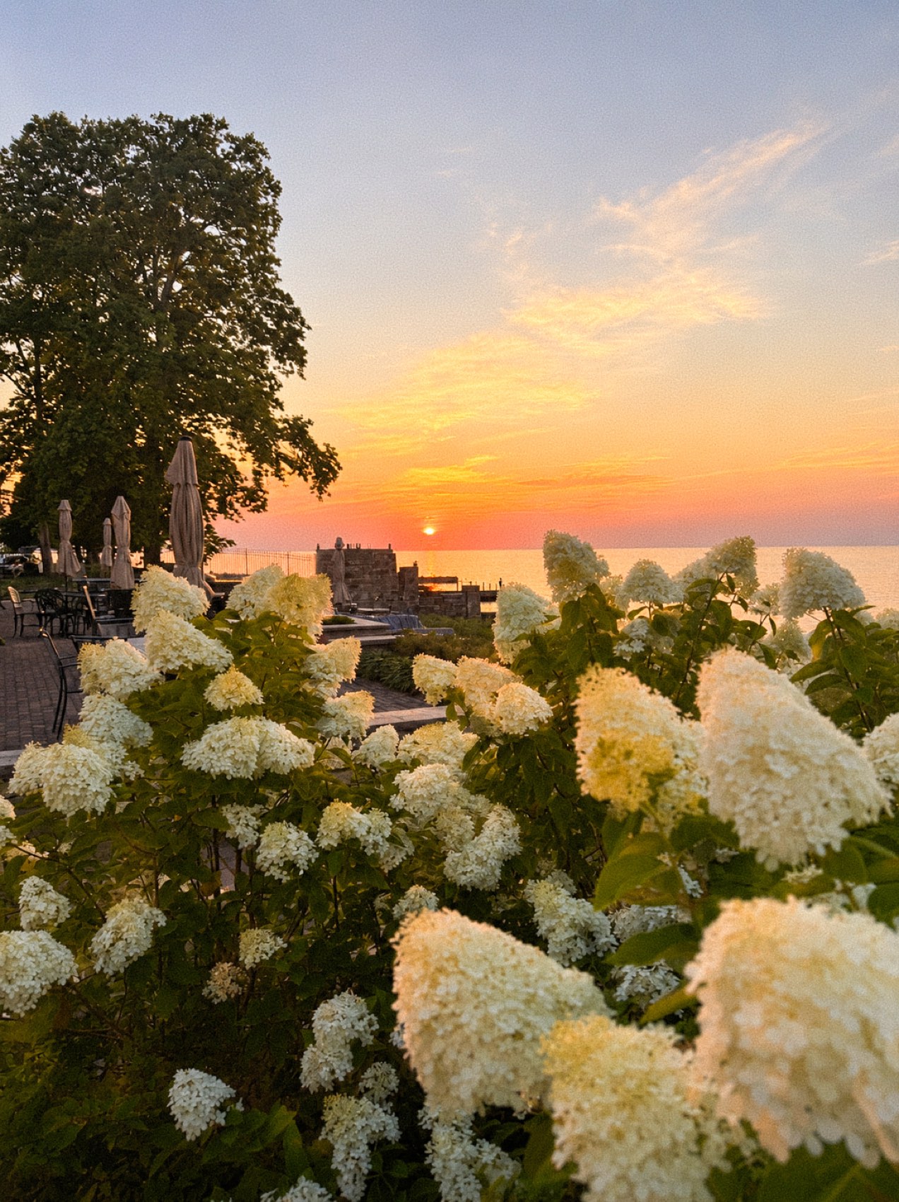 Hydrangeas, late August