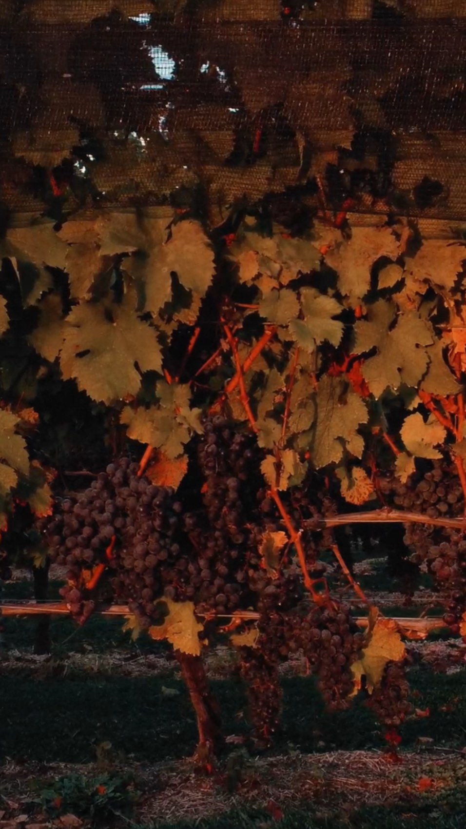 The vines after harvest