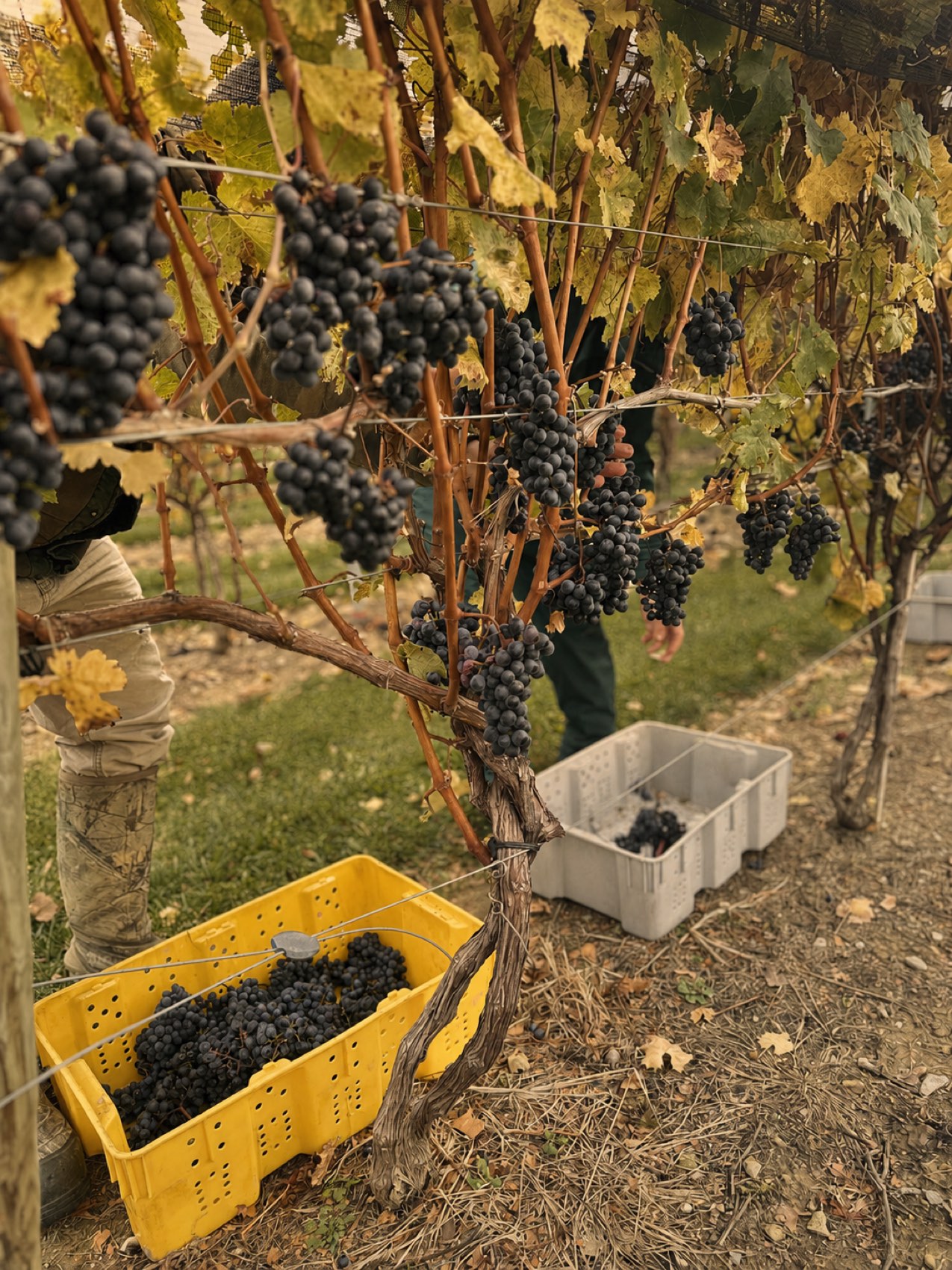 Cabernet Franc, picked by hand