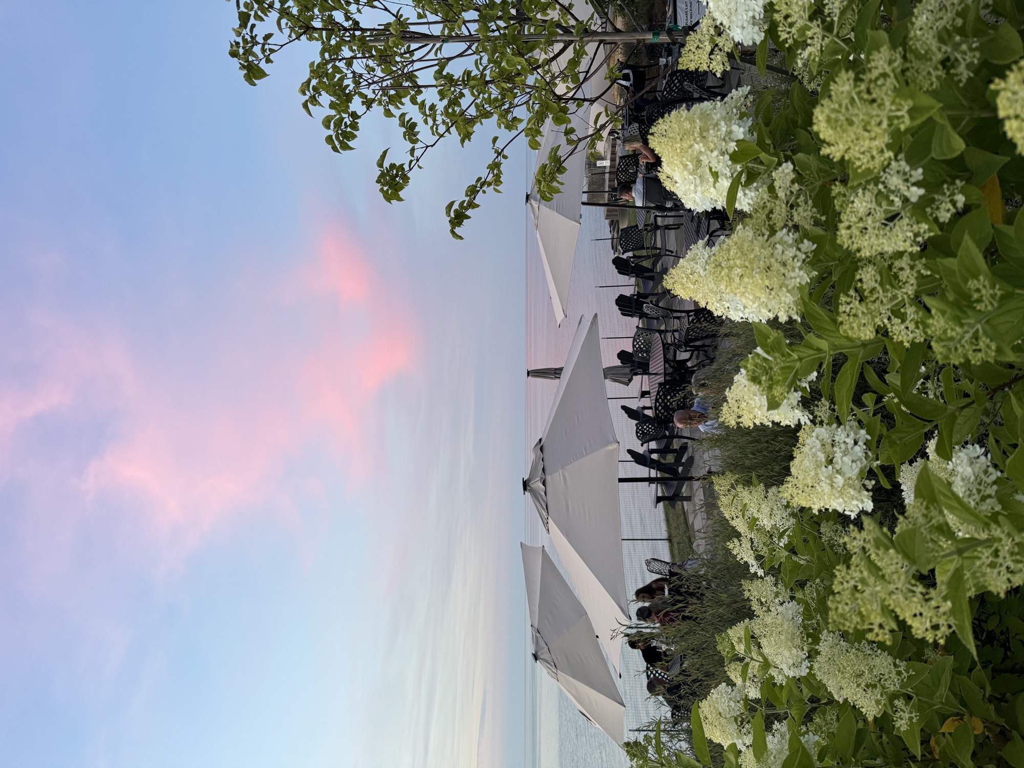 Hydrangeas above the lake at sunset