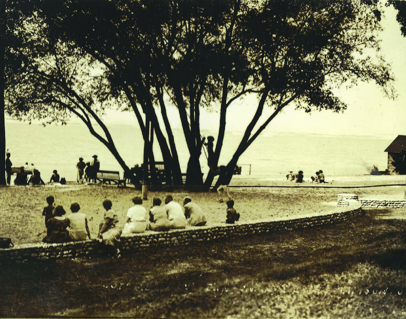 Postcard of the shoreline and grove below the Cottage Grove Inn