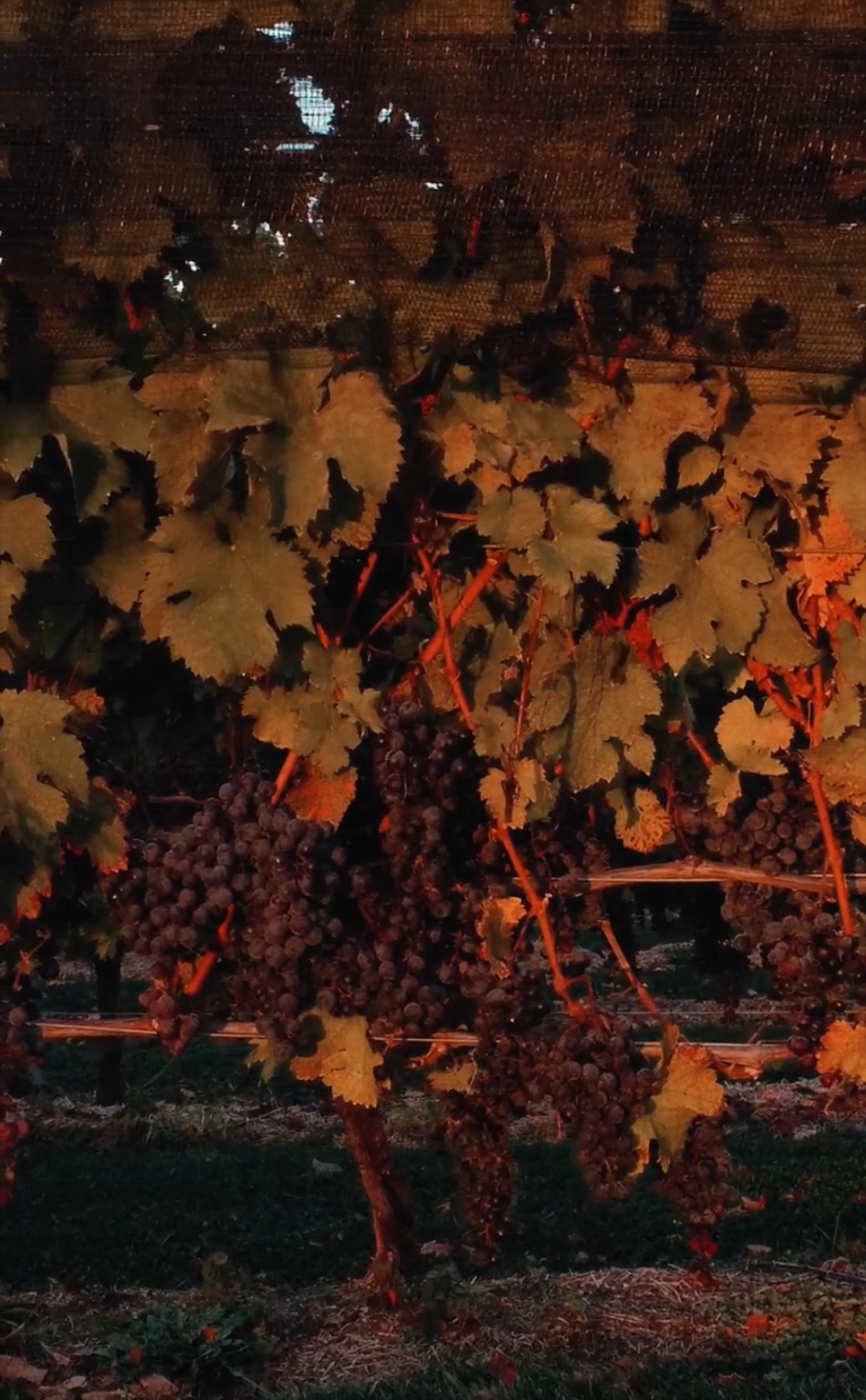 Cabernet Franc vines in autumn color