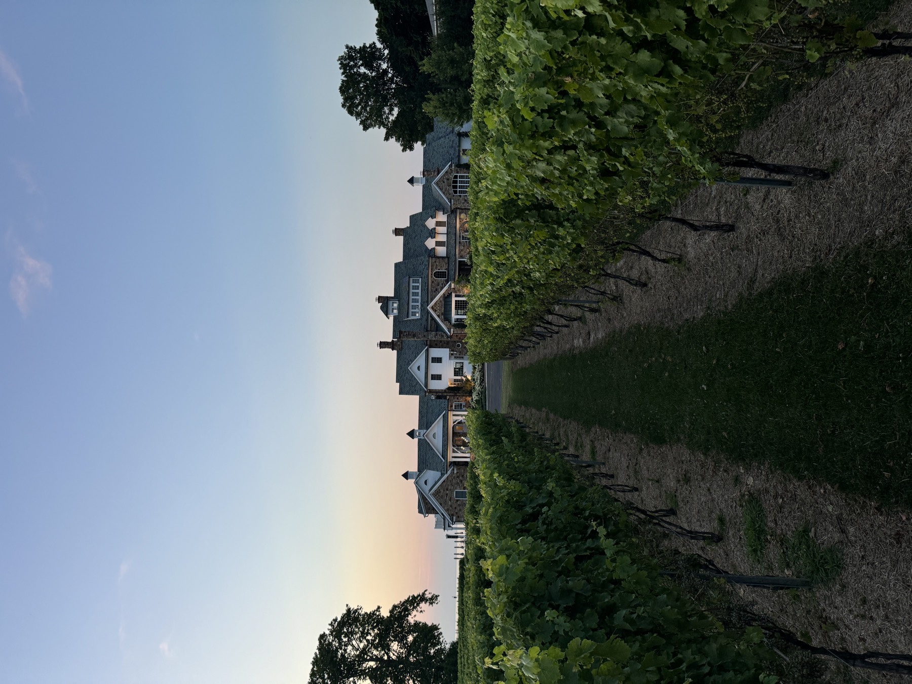 Vineyard rows running toward the lake