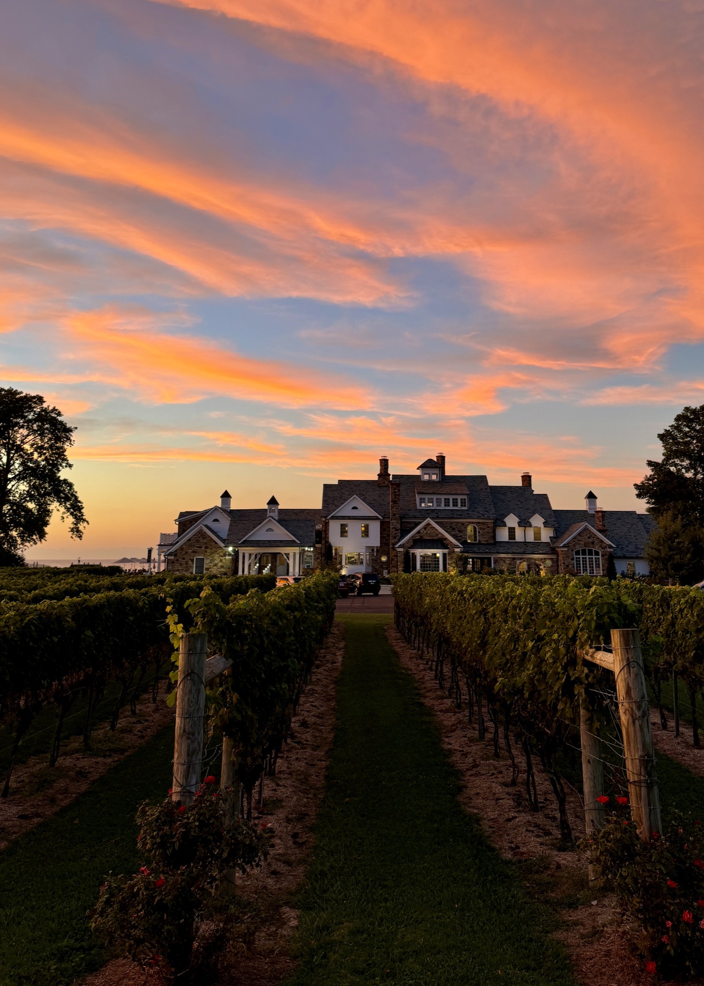 Vineyard rows at sunset